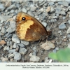 erebia melancholica daghestan female c